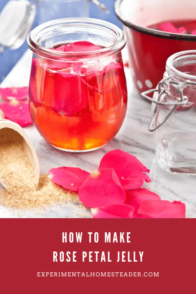 How To Make Rose Petal Jelly Experimental Homesteader