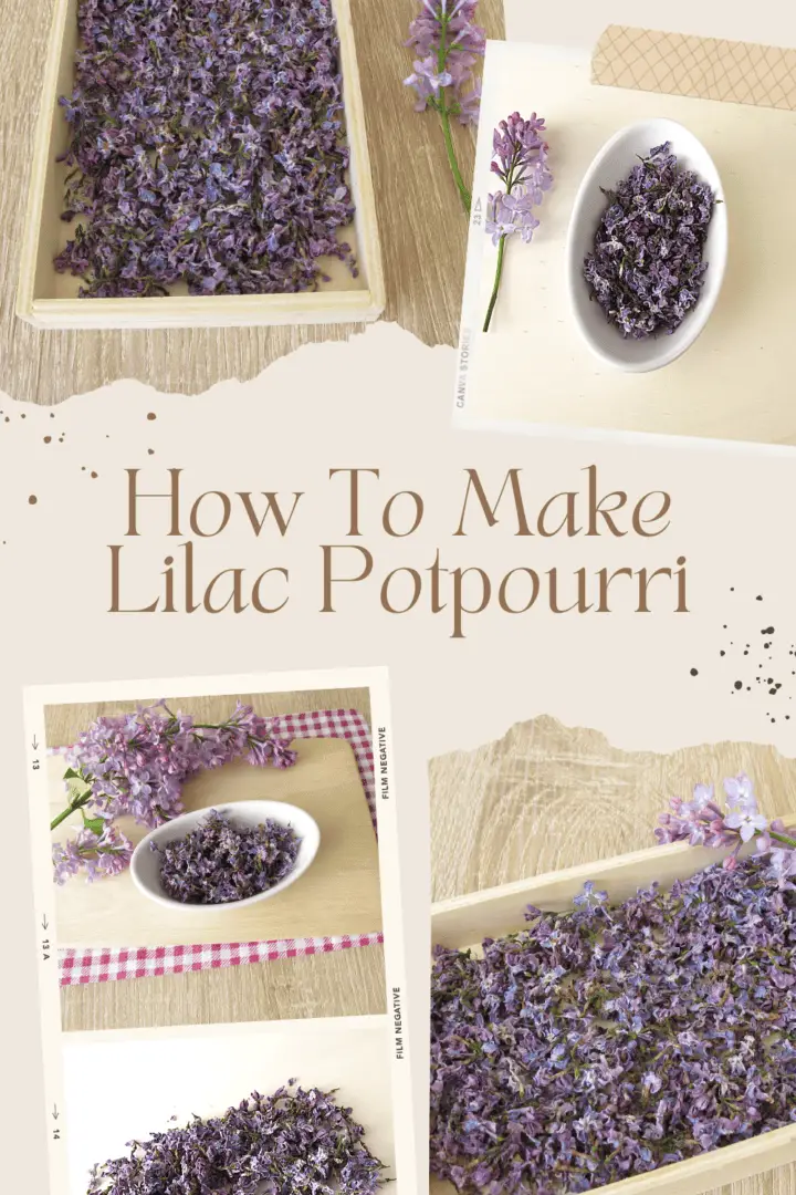 How To Make Lilac Potpourri Experimental Homesteader