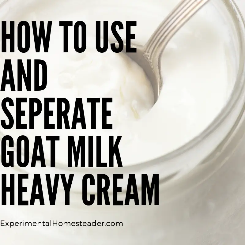 Heavy cream being spooned off of goat milk.