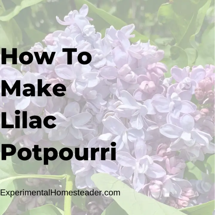 How To Make Lilac Potpourri Experimental Homesteader