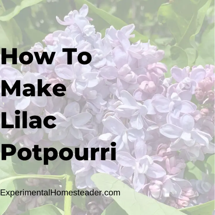 Homemade lilac online perfume