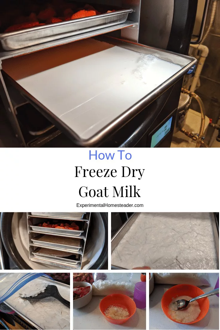 Milk in a freeze dryer tray.