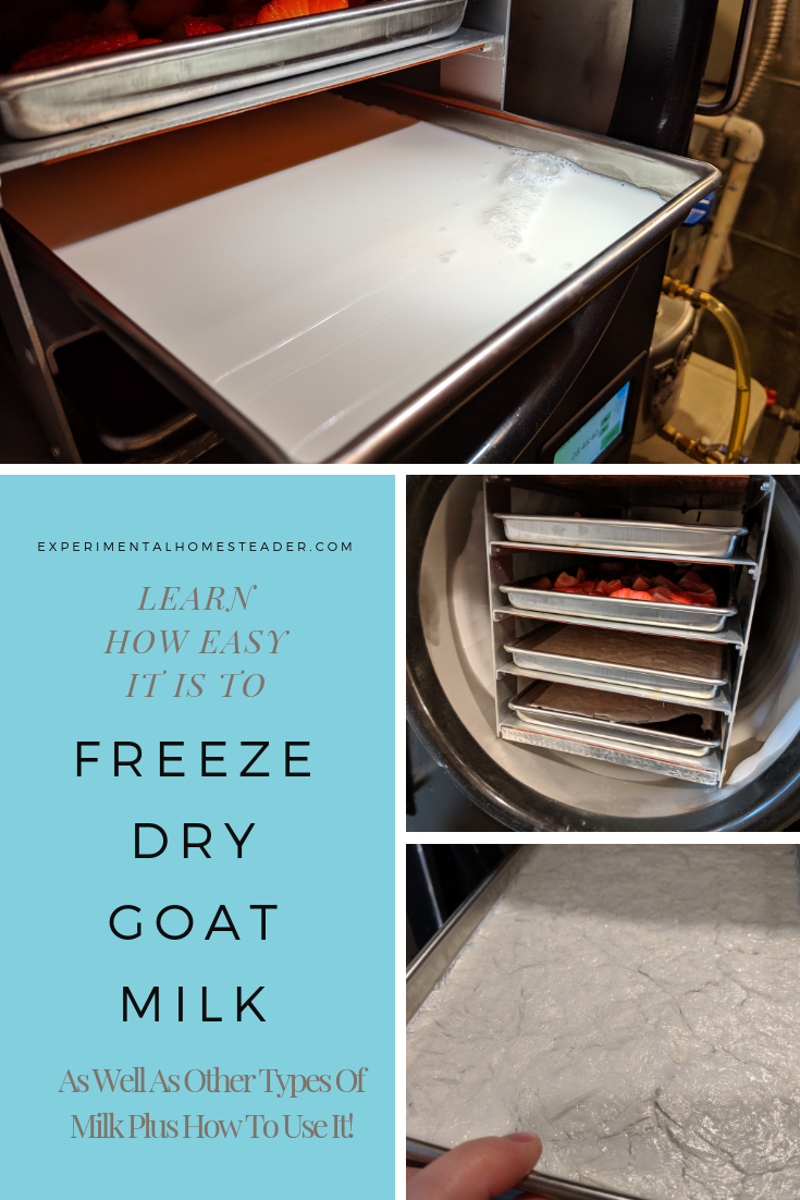 Milk in a freeze dryer tray. The trays in the freeze dryer. Freeze dried milk ready to store.