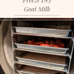 Trays of milk and strawberries inside a freeze dryer.