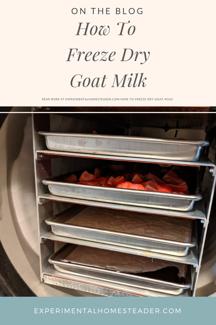 Trays of milk and strawberries inside a freeze dryer.