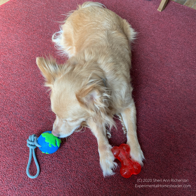 Our dog playing with his dog toys.