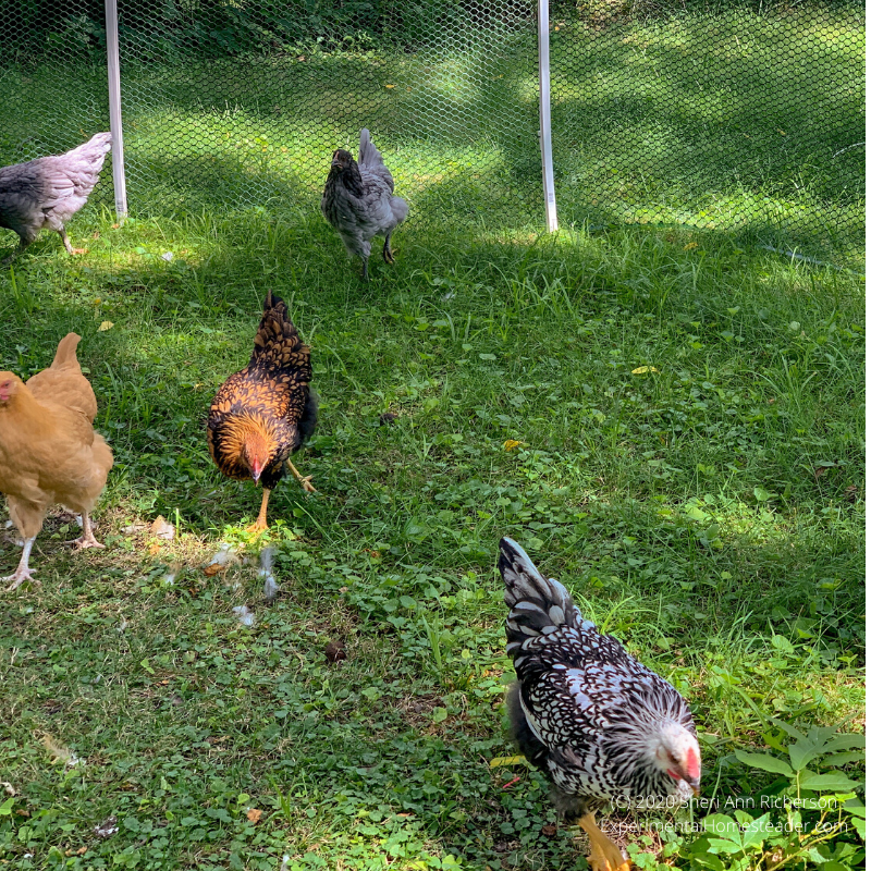 Chickens looking for bugs in the grass.