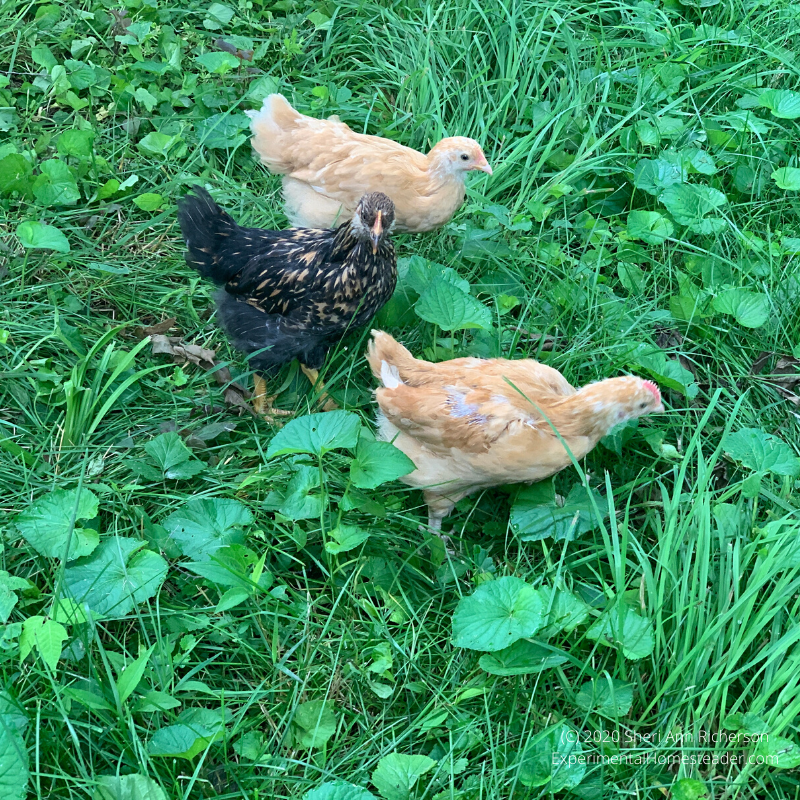 Baby chicks looking for bugs in the grass.