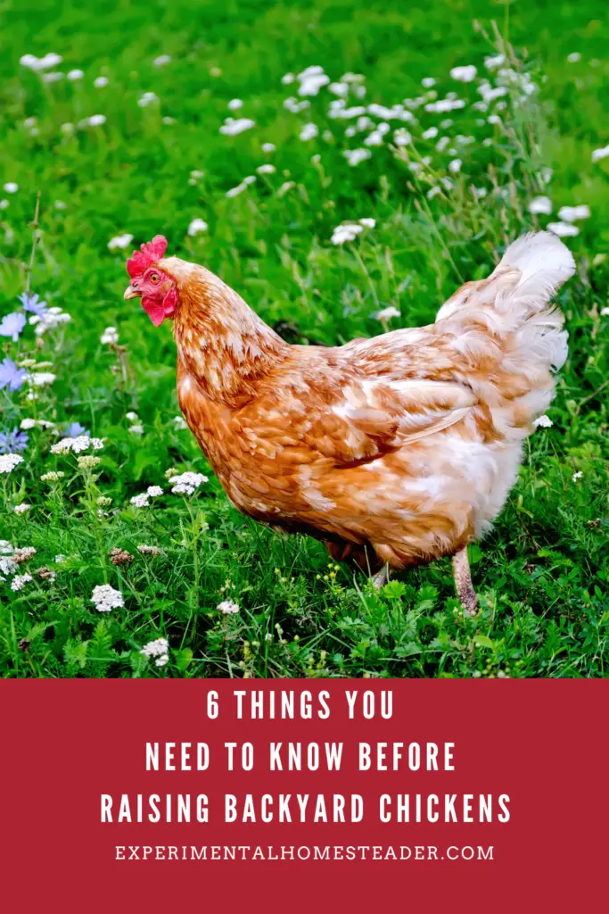 6 Things You Need To Know Before Raising Backyard Chickens ...