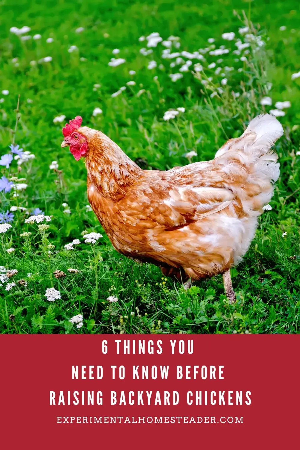 6 Things You Need To Know Before Raising Backyard Chickens