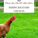 6 Things You Need To Know Before Raising Backyard Chickens