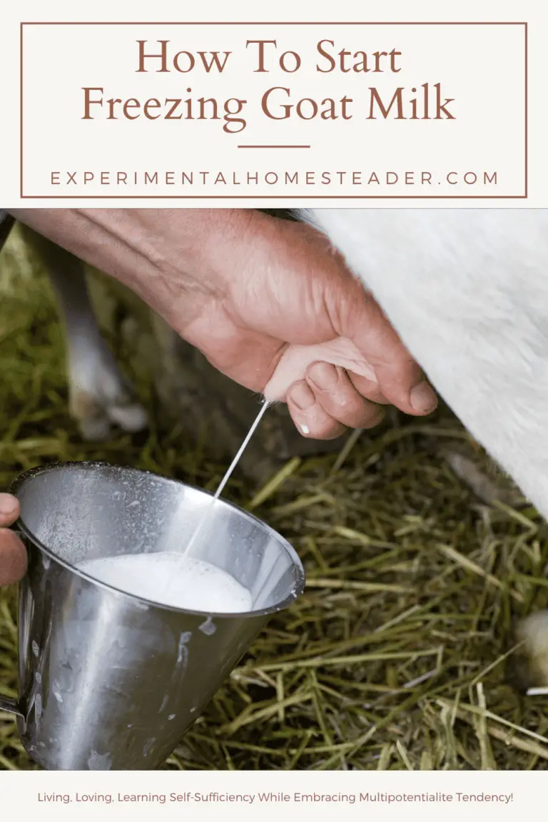 How To Start Freezing Goat Milk Experimental Homesteader