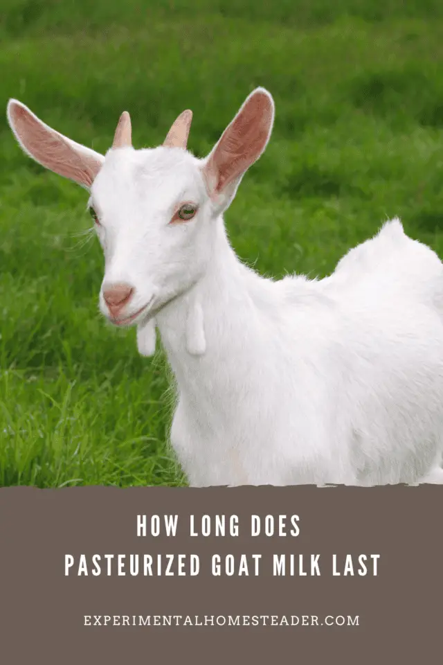 How Long Does Pasteurized Goat Milk Last Experimental Homesteader