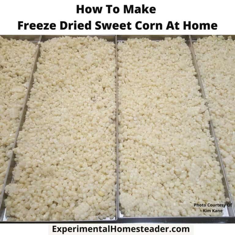 Freeze dried sweet corn, homemade freeze drying process for preserving vegetables.