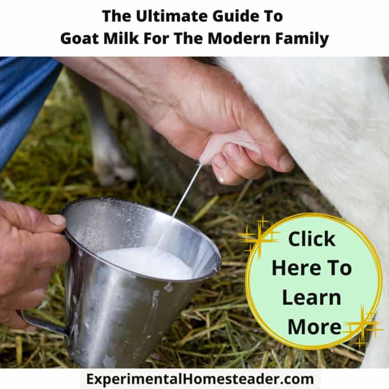 Fresh goat milk being poured into a metal cup, ideal for homesteading and dairy farming.