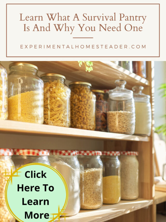 Learn What A Survival Pantry Is And Why You Need One Story