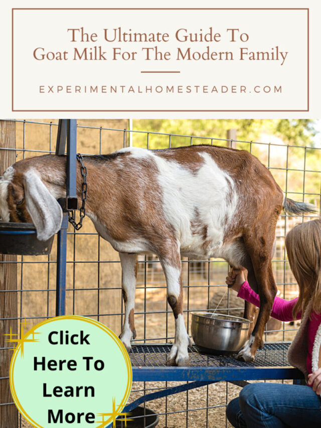 The Ultimate Guide To Goat Milk For The Modern Family Story