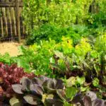 A nicely laid out, colorful vegetable garden.