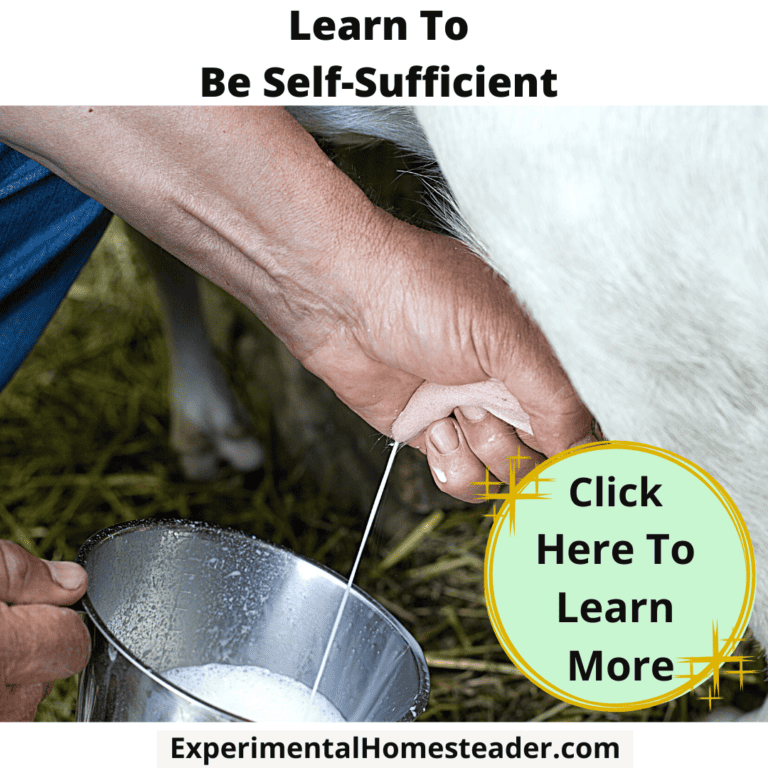 Hand milking a cow for homemade dairy products for self-sufficiency and homesteading skills.