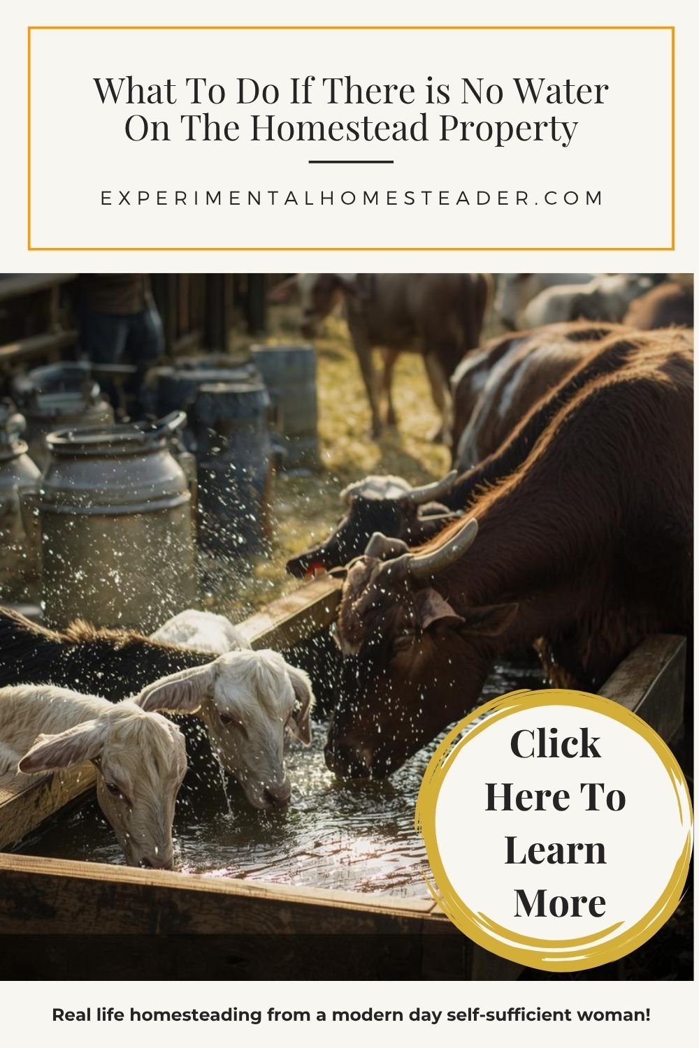 Cows and goats drinking water from a wooden trough on a working homestead farm.
