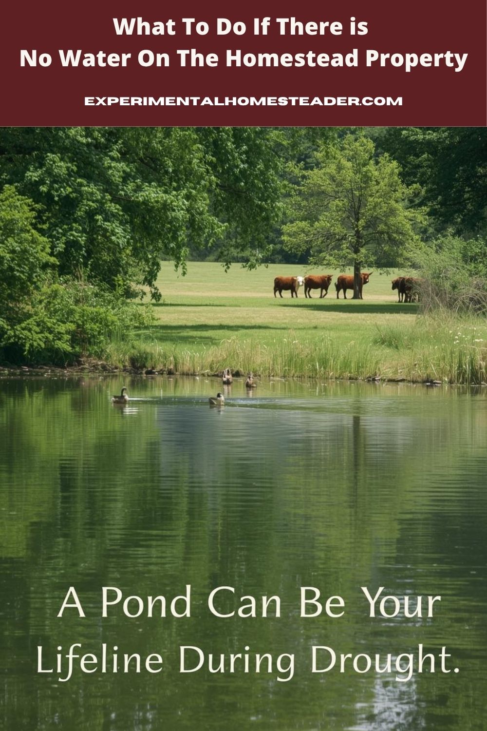 Farm pond surrounded by trees with ducks swimming and cattle grazing nearby on green pasture.