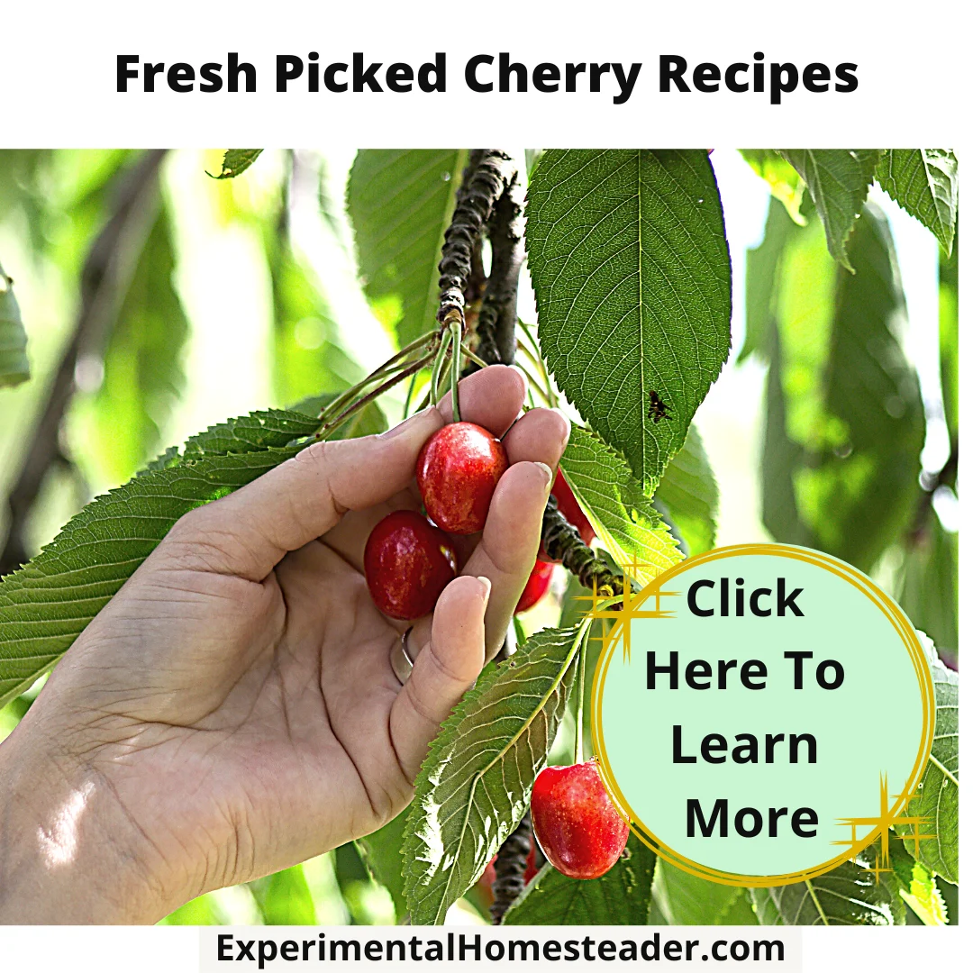 Fresh Picked Cherry Recipes - Experimental Homesteader