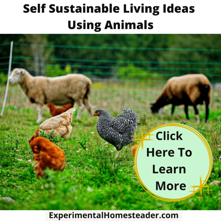 Self Sustainable Living Ideas Using Animals