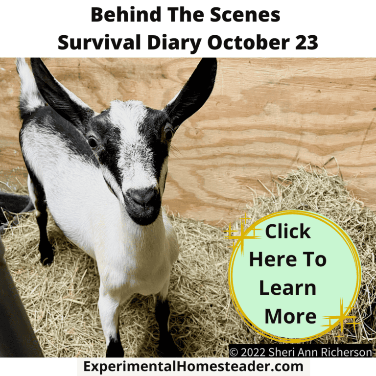 Goat standing in barn with hay bedding and wooden wall background.
