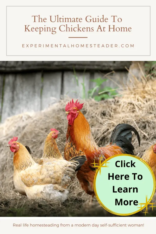 The Ultimate Guide To Keeping Chickens At Home Experimental Homesteader