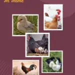 photos of chickens