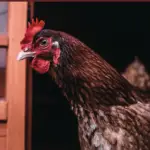 a chicken looking through a door frame