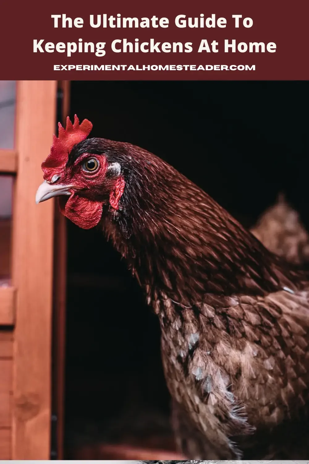 a chicken looking through a door frame