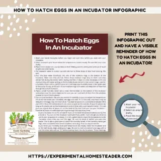 Images of my How To Hatch Eggs In An Incubator Infographic