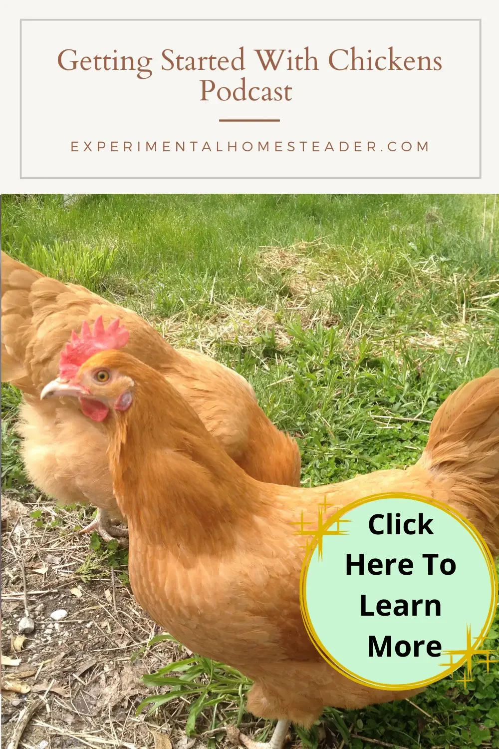 Two Buff Orpington hens standing in grass.