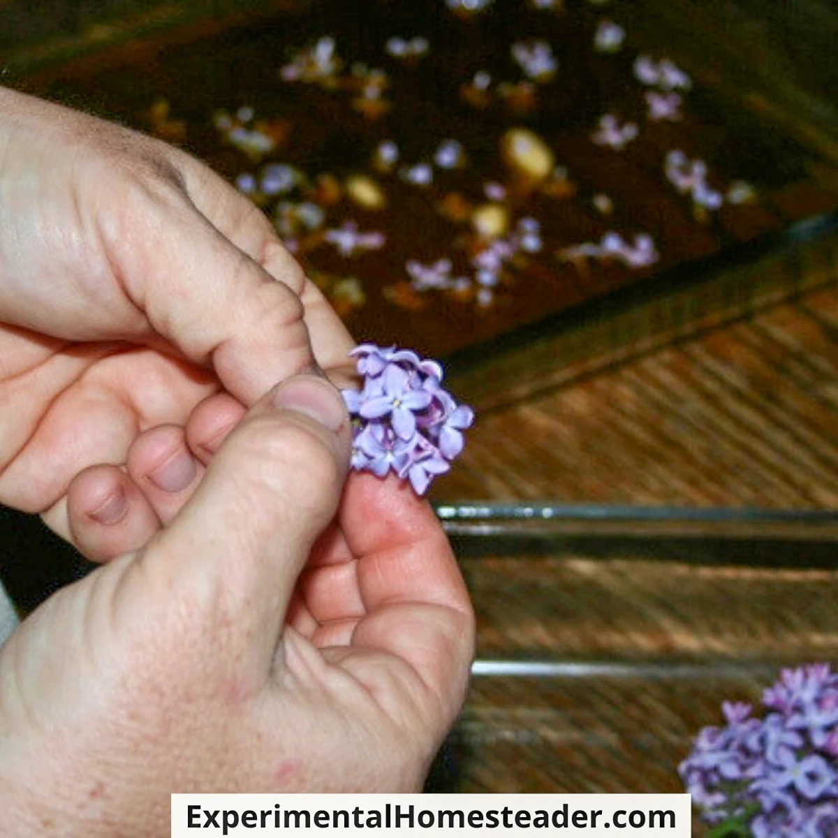 Hands separating lilac flowers from their stems in preparation for scent infusion.