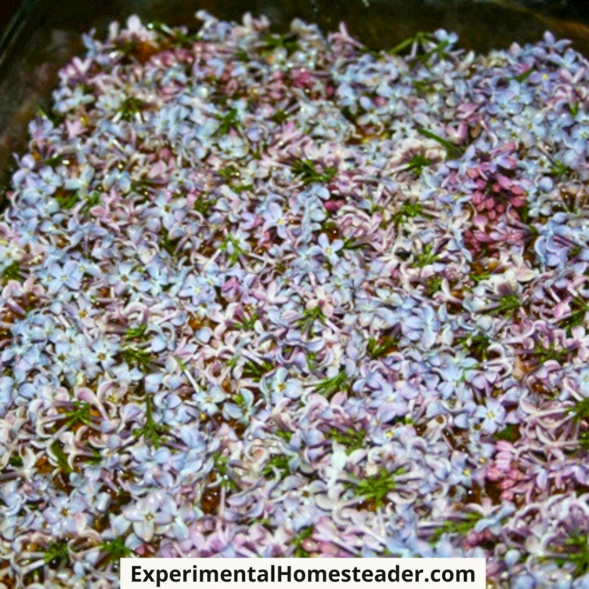 Fresh lilac flowers fully covering the surface of a glass dish.