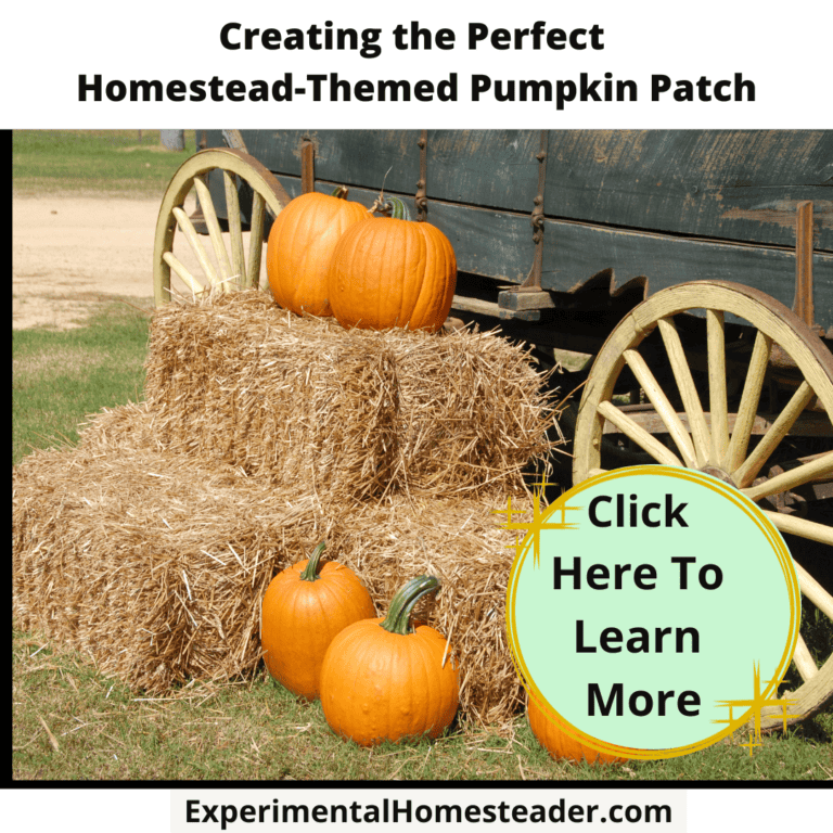 Homestead pumpkin patch.