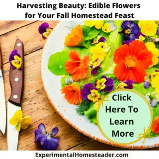 Edible flowers on a plate.