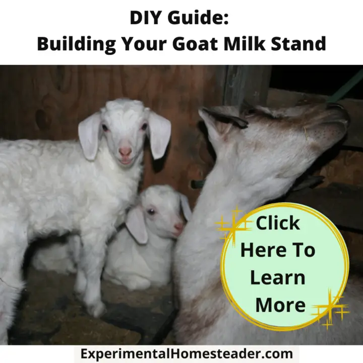 DIY Guide: Building Your Goat Milk Stand