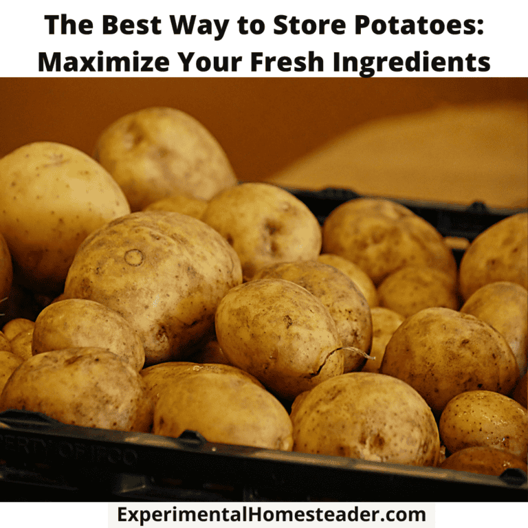 Freshly harvested stored potatoes in a black crate, emphasizing best storage methods for maximum freshness.