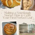 Various images of baked and unbaked sourdough boules plus sourdough starter.