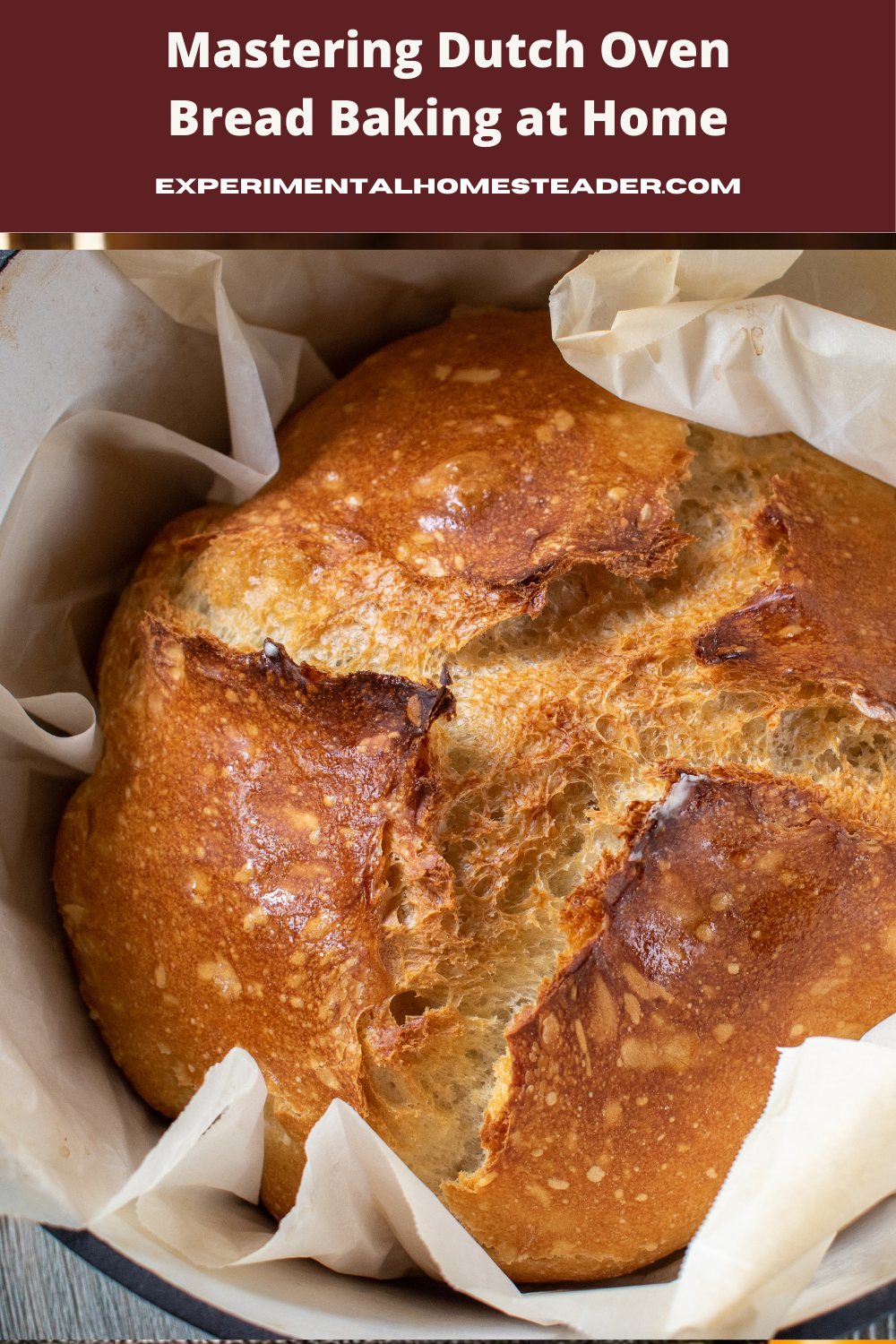 A baked loaf of bread in an enamel cast iron Dutch Oven with parchment paper underneath the bread.