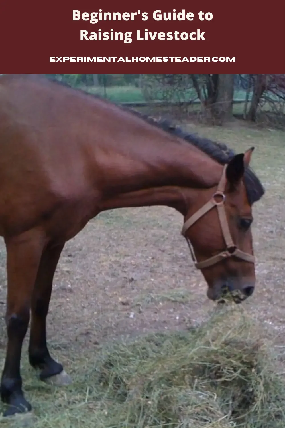 Beauty, our horse, eating hay outside.