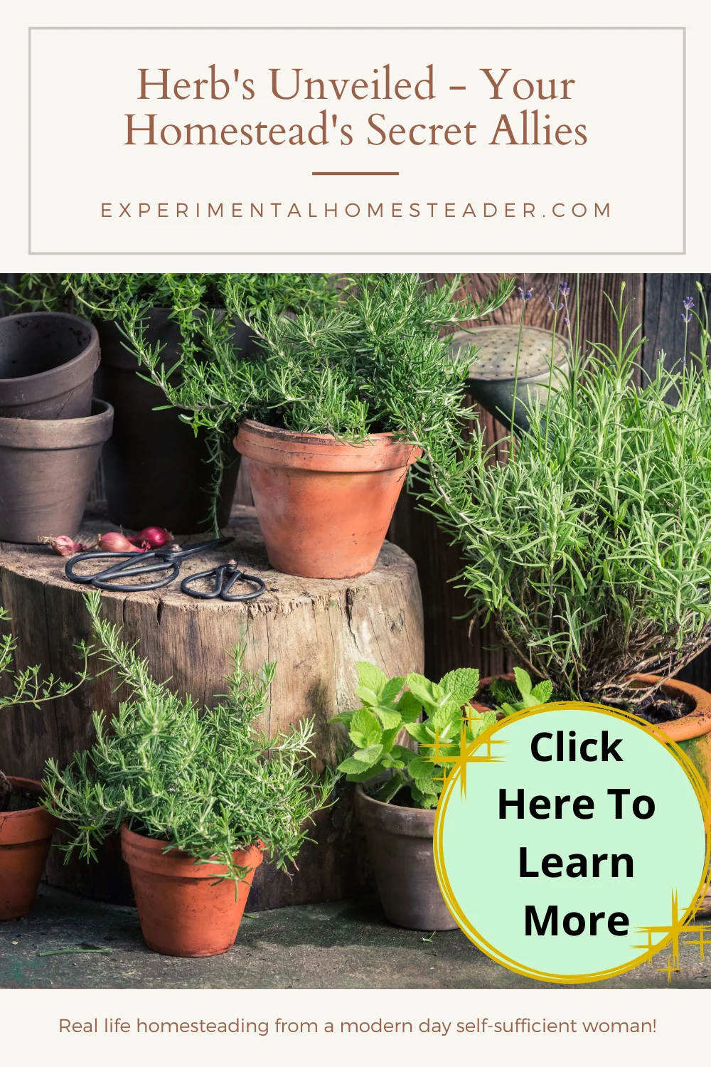 Rosemary and other herbs in clay pots sitting on a wood stump and on the ground.