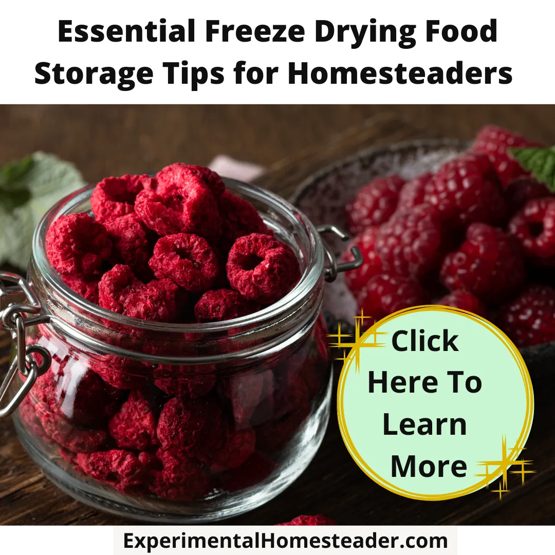 Freeze dried raspberries in a glass jar with a bowl of fresh or rehydrated raspberries beside it.