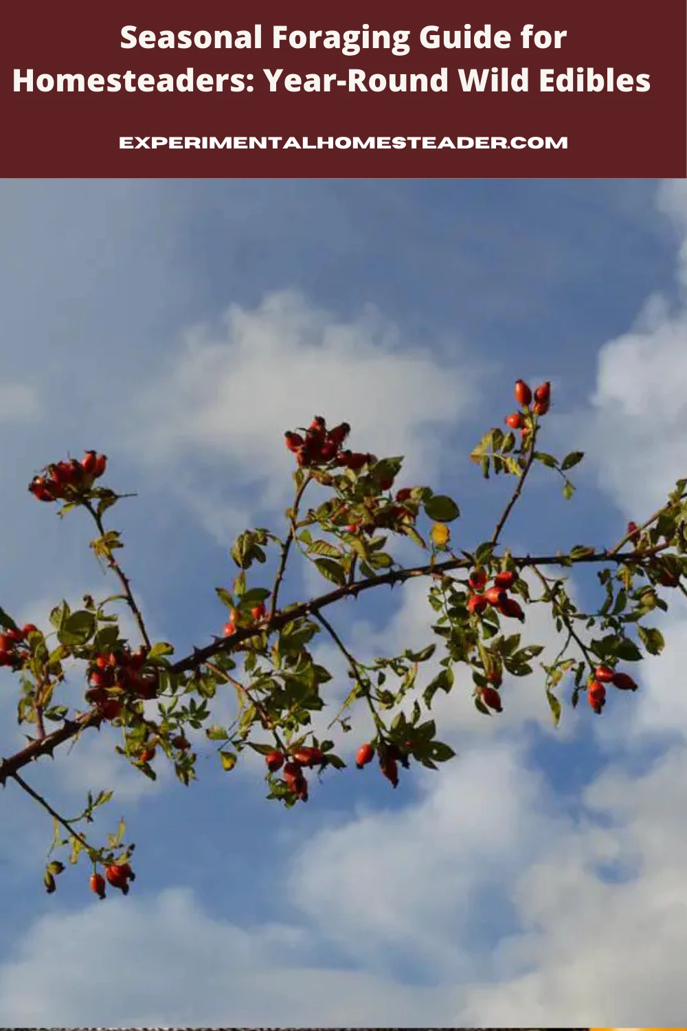 A branch with berries on it.