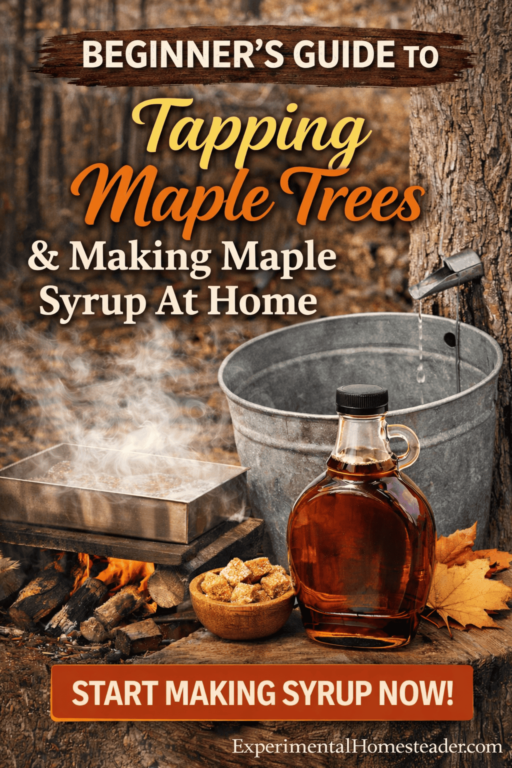 Beginner’s guide to tapping maple trees and making maple syrup at home with sap bucket, outdoor boil pan over fire, and finished maple syrup bottle from ExperimentalHomesteader.com