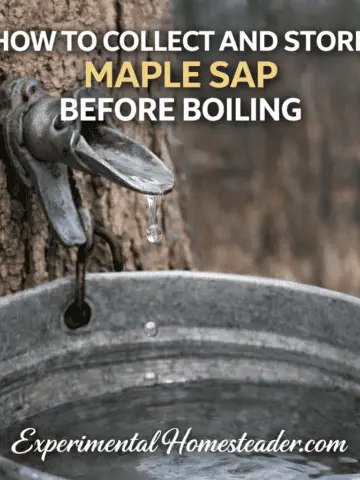 Clear maple sap dripping from a spile into a galvanized bucket with text overlay reading “How to Collect and Store Maple Sap Before Boiling” and ExperimentalHomesteader.com branding.