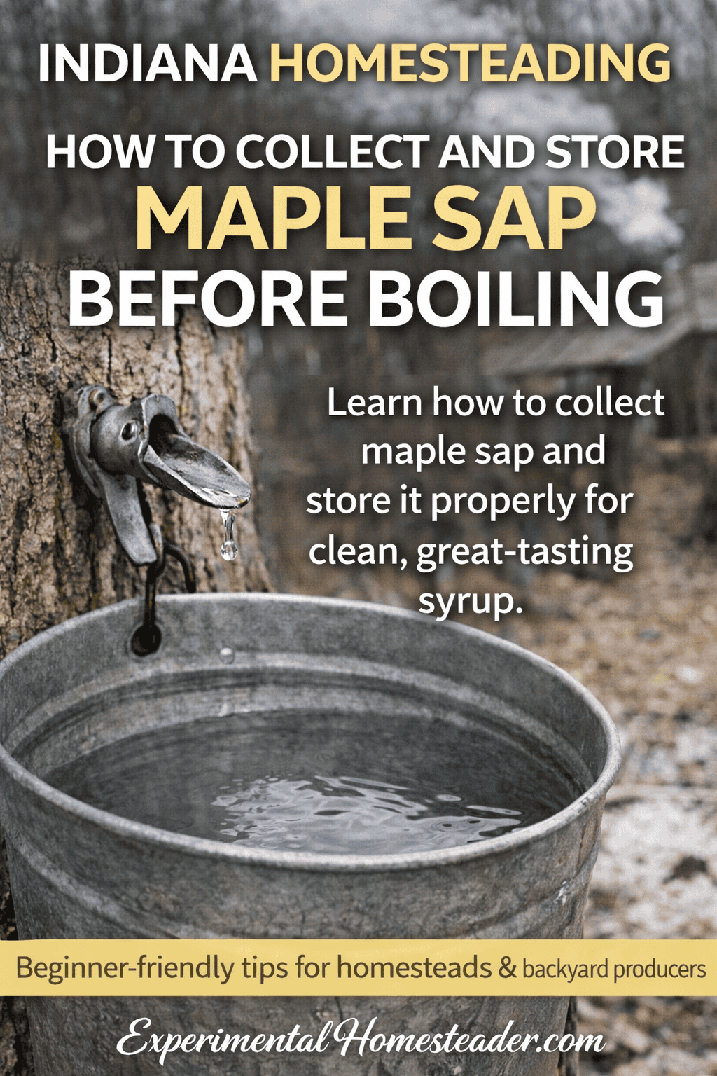 Indiana homesteading tutorial image showing clear maple sap dripping from a spile into a galvanized bucket with text overlay about how to collect and store maple sap before boiling.