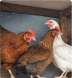 Three hens standing together inside a backyard chicken coop